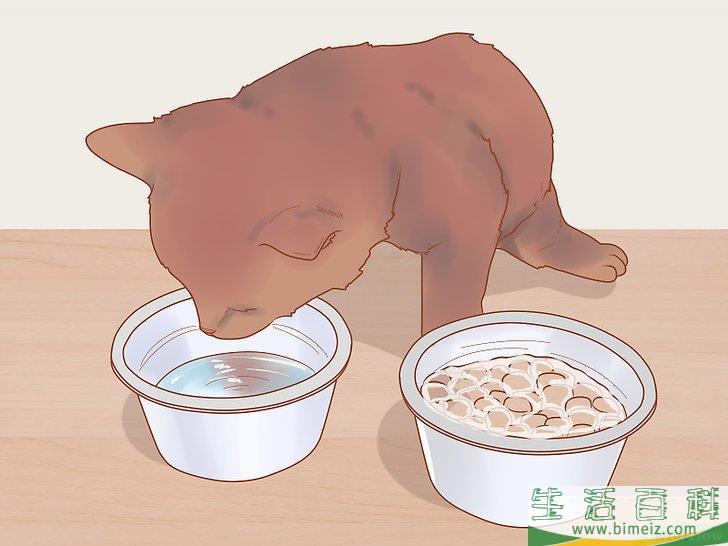 怎么照顾幼猫