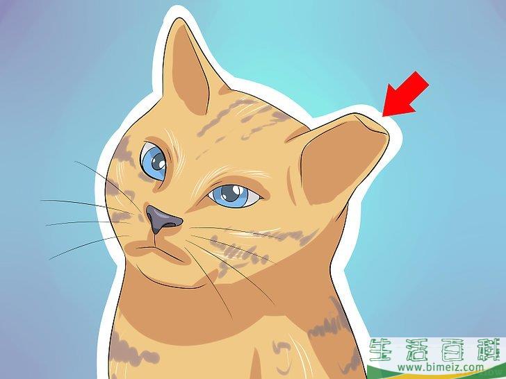 怎么辨别猫咪是否被切除卵巢