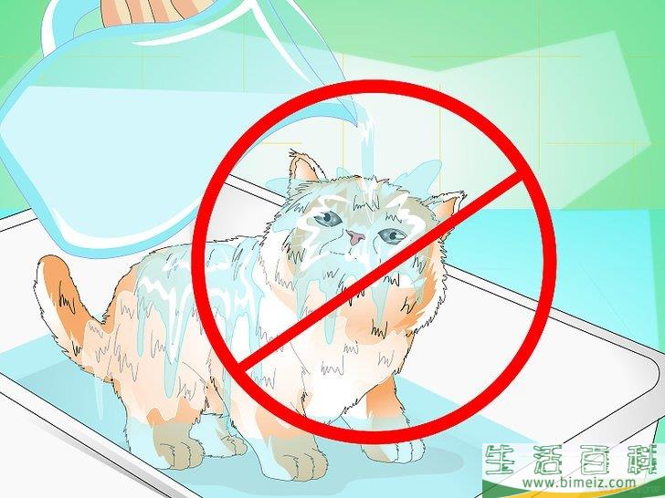 怎么给猫崽洗澡
