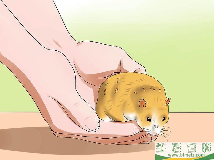 怎么训练仓鼠不咬人