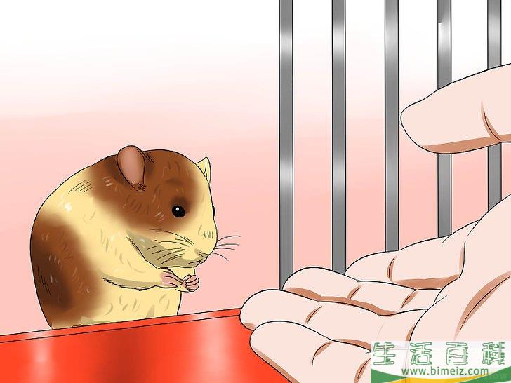 怎么训练仓鼠不咬人