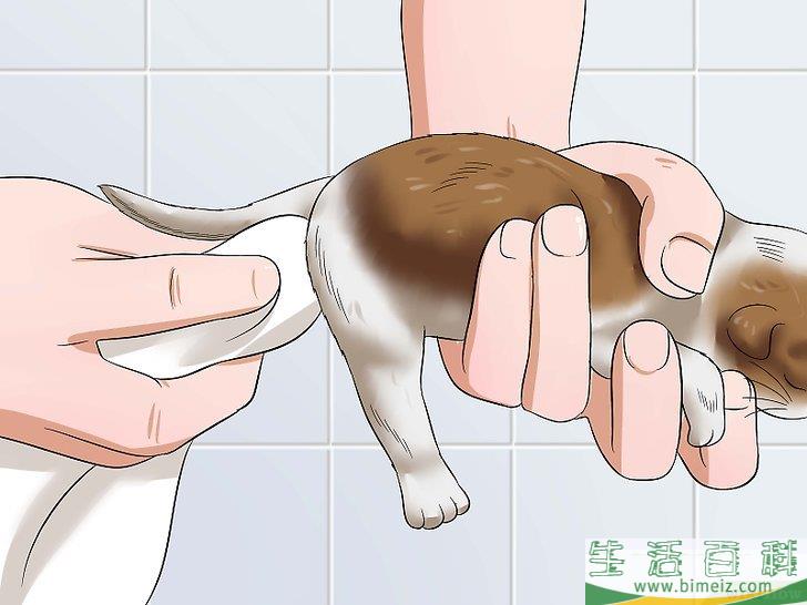 怎么照顾刚出生的小猫