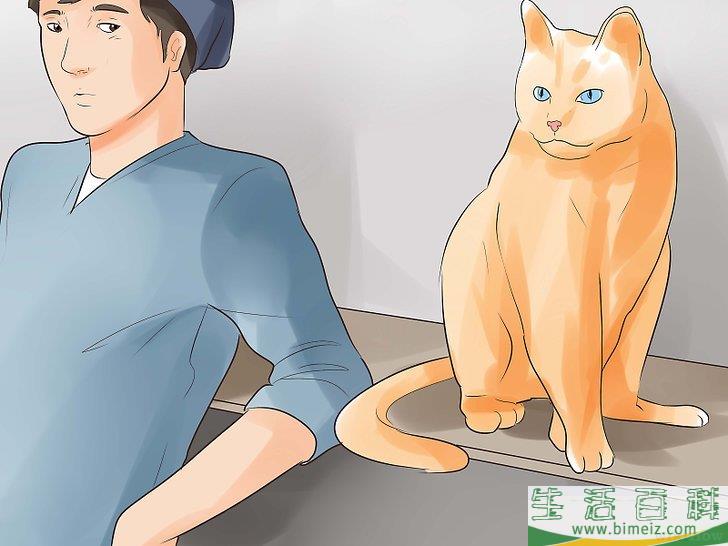 怎么知道你的猫是不是要死了