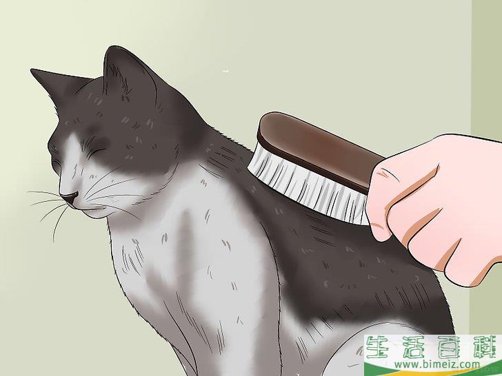 怎么让你的猫爱你