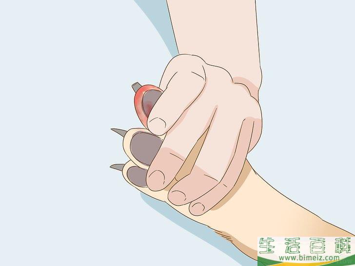 怎么给狗狗的趾甲床止血