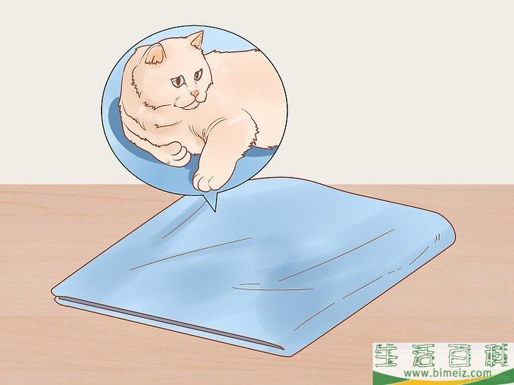 怎么照顾幼猫