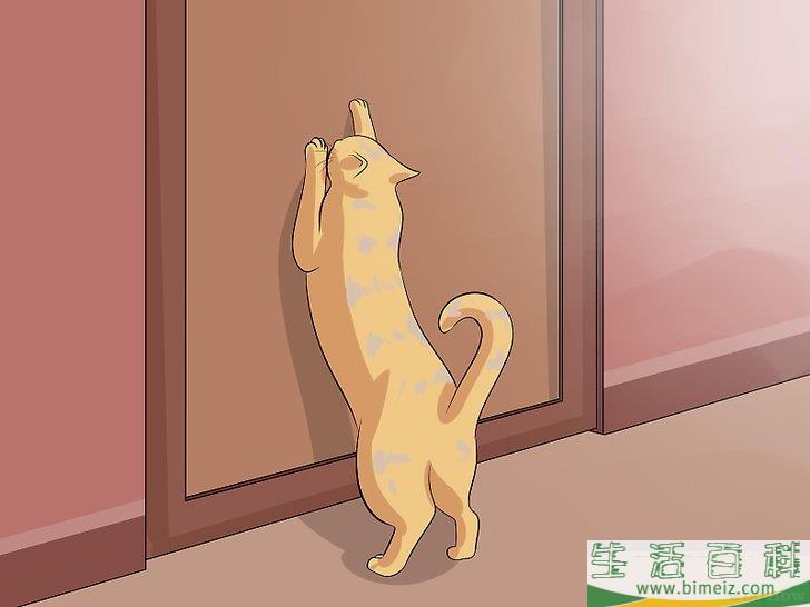 怎么辨别猫咪是否被切除卵巢