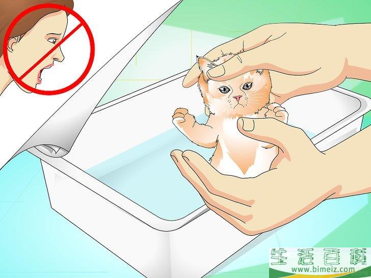 怎么给猫崽洗澡