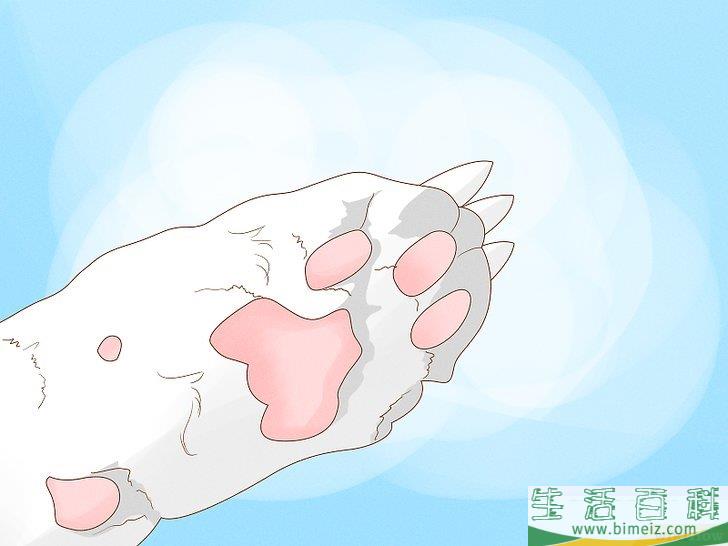 怎么向猫咪道歉