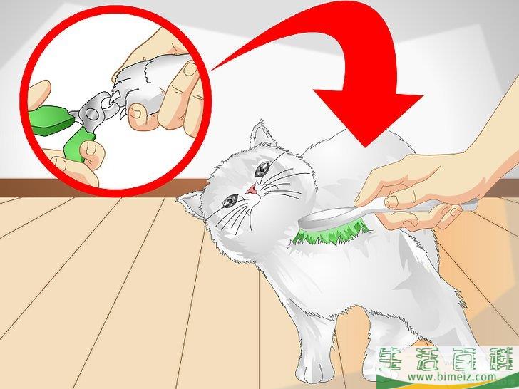 怎么宠爱猫咪
