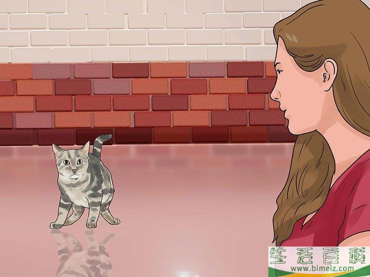 怎么让猫咪不再发出嘶嘶声