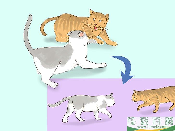 怎么判断猫咪是在玩耍还是打架