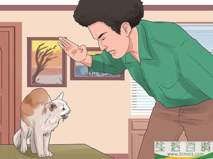 怎么让猫咪不再发出嘶嘶声