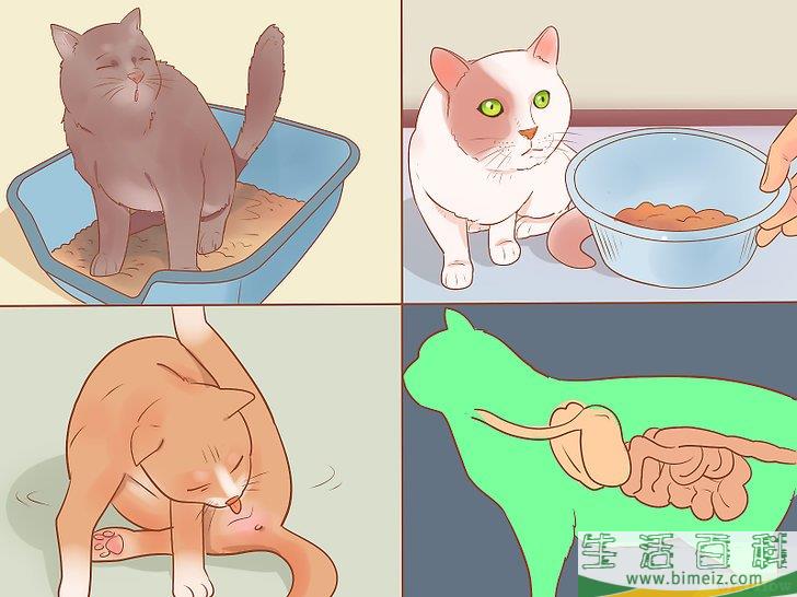 怎么判断一只猫是否生病