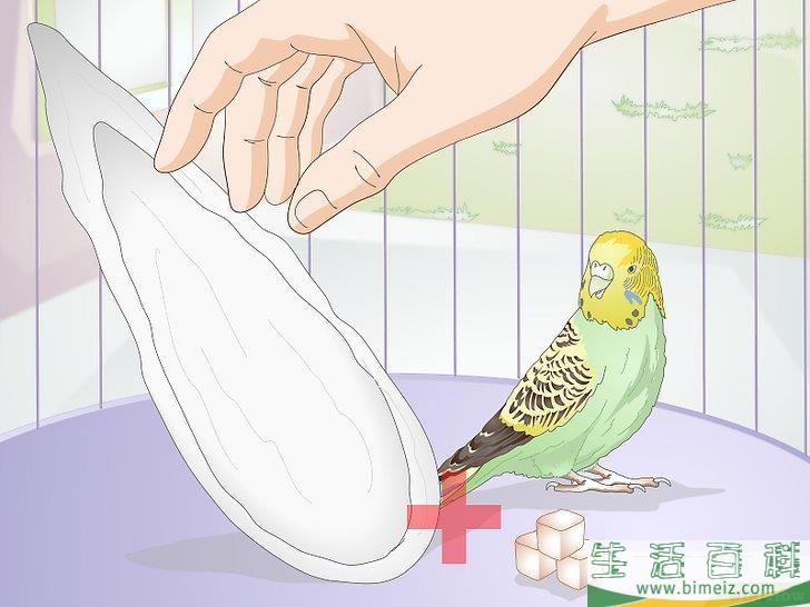 怎么喂养虎皮鹦鹉