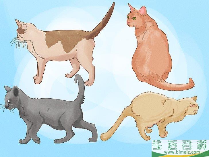 怎么向猫咪道歉