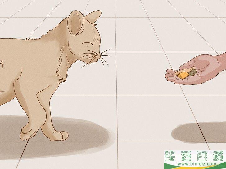 怎么向猫咪道歉