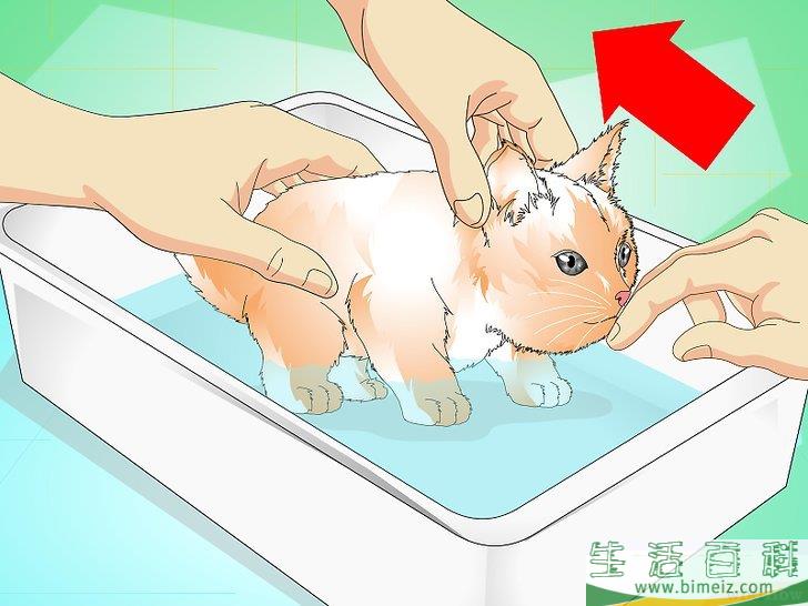 怎么给猫崽洗澡