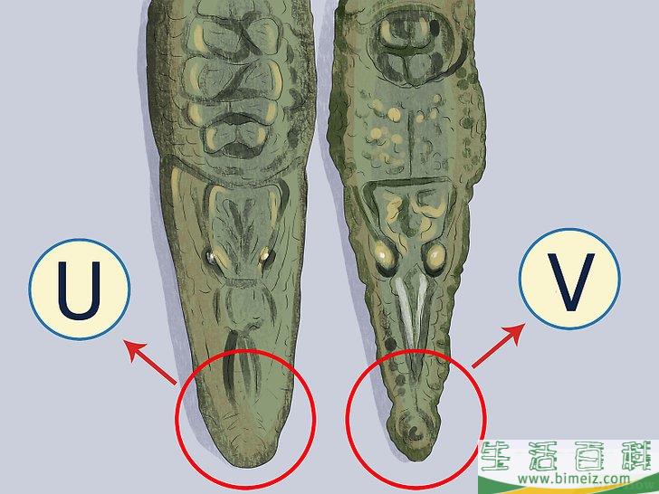 怎么区分短吻鳄和其他鳄鱼