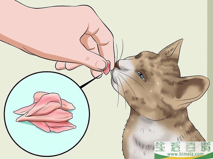怎么让你的猫爱你
