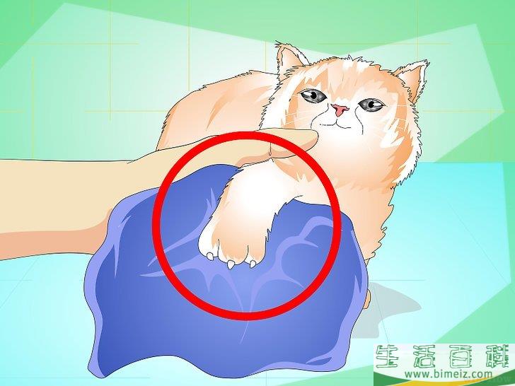 怎么给猫崽洗澡
