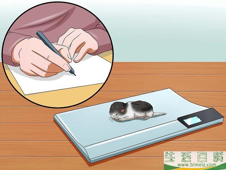 怎么照顾刚出生的小猫
