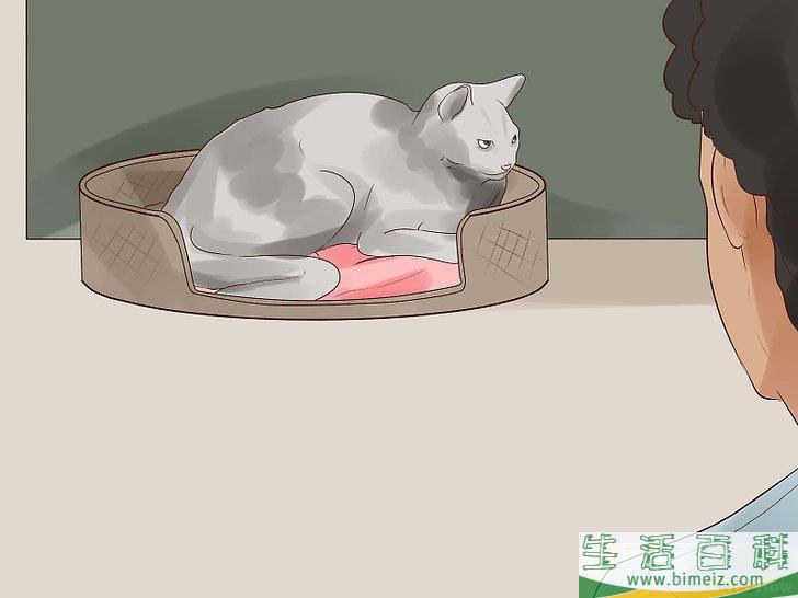 怎么知道你的猫是不是要死了
