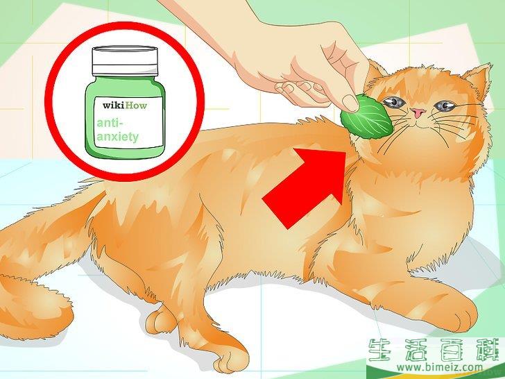 怎么防止猫咪乱撒尿