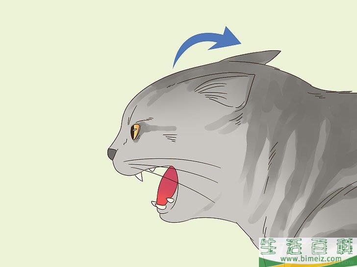 怎么判断猫咪是在玩耍还是打架