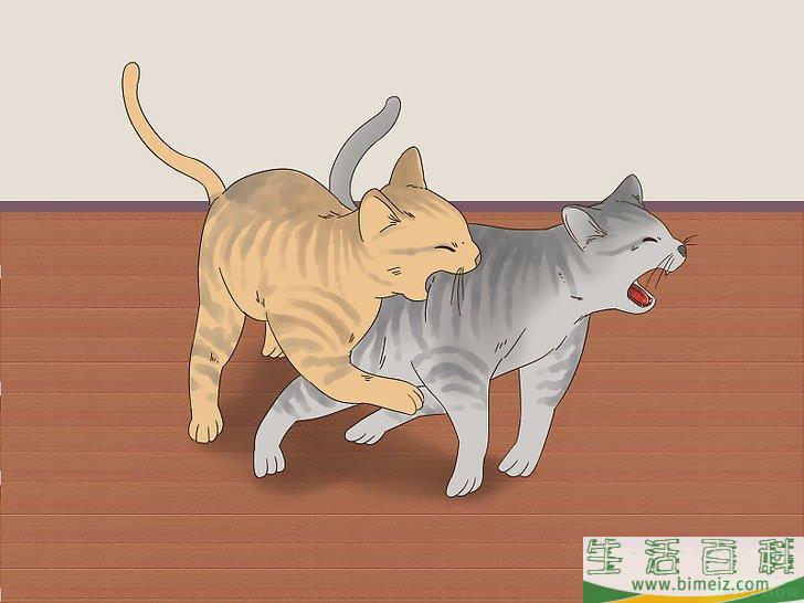 怎么判断猫咪是在玩耍还是打架