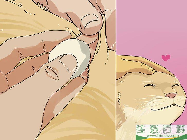 怎么清洁猫咪的耳朵