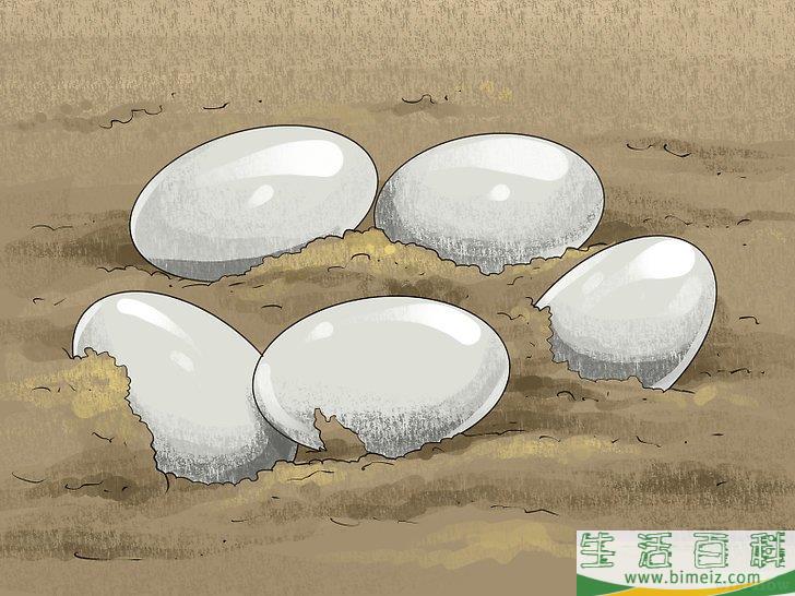 怎么区分短吻鳄和其他鳄鱼