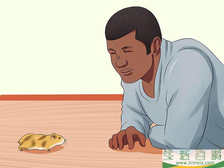 怎么训练仓鼠不咬人