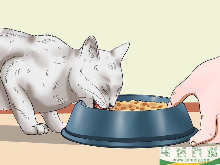 怎么让你的猫爱你