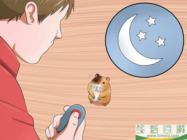 怎么训练仓鼠不咬人