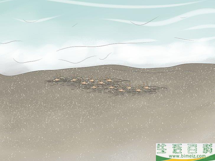 怎么抓沙蟹