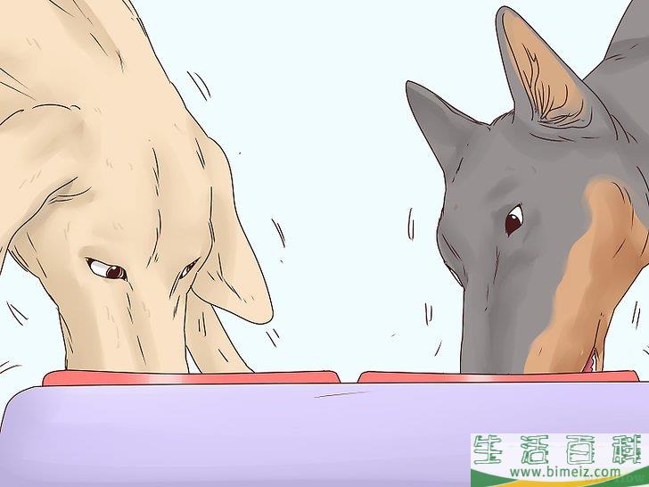 怎么让爱犬减慢进食速度