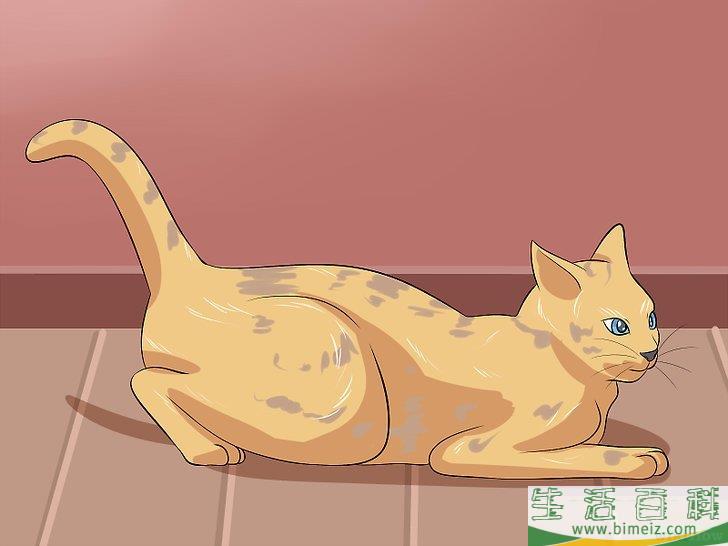 怎么辨别猫咪是否被切除卵巢