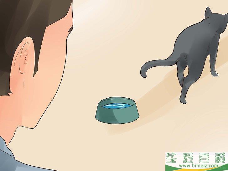 怎么知道你的猫是不是要死了