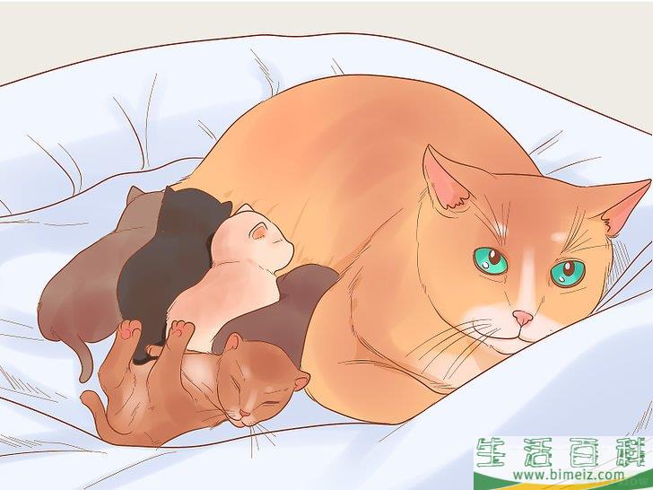 怎么照顾幼猫