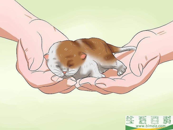 怎么照顾刚出生的小猫