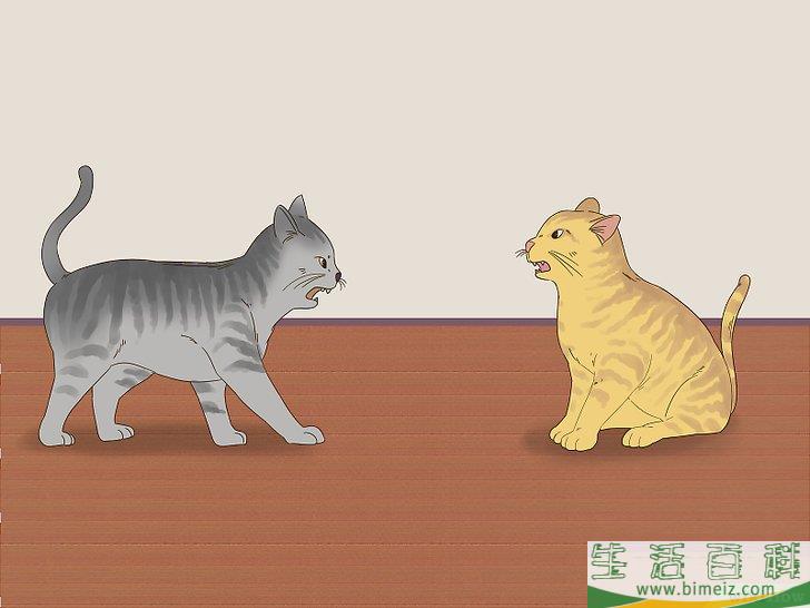 怎么判断猫咪是在玩耍还是打架