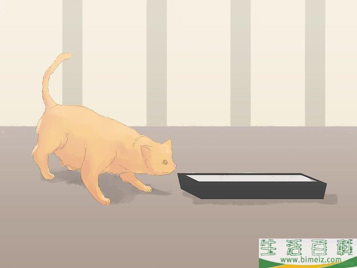 怎么防止猫咪在地毯上撒尿