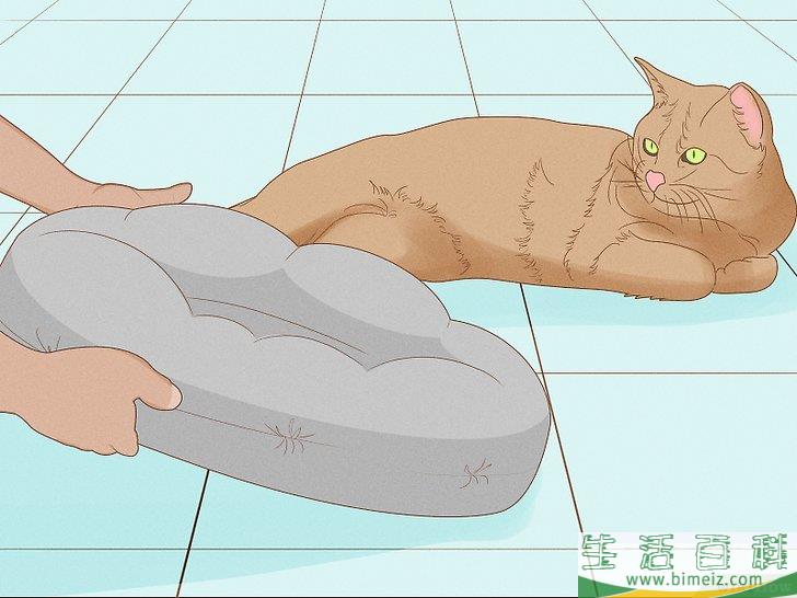 怎么向猫咪道歉
