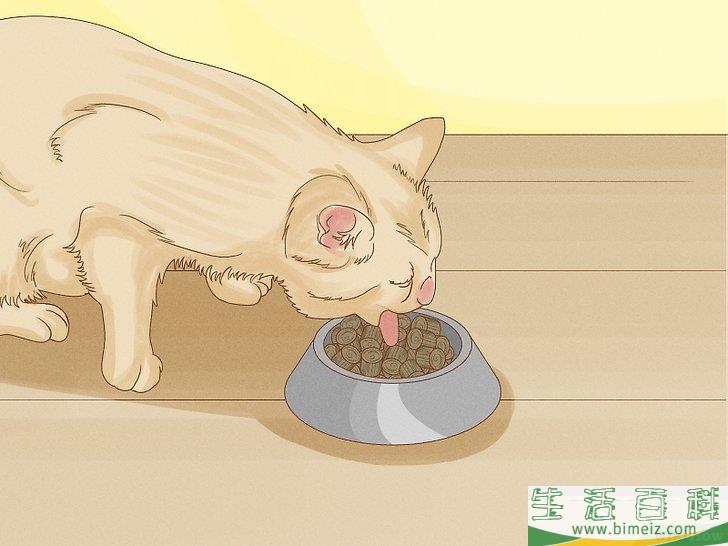 怎么向猫咪道歉