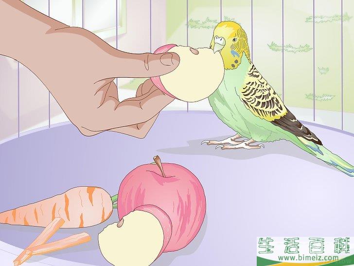 怎么喂养虎皮鹦鹉