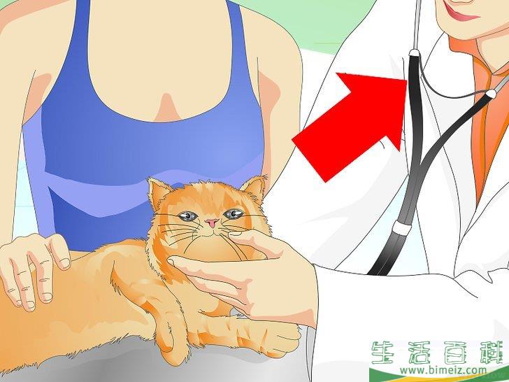 怎么防止猫咪乱撒尿