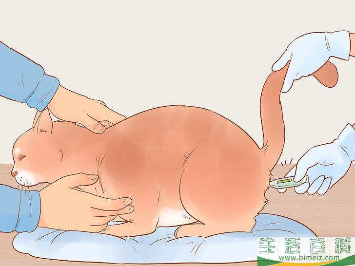 怎么判断一只猫是否生病