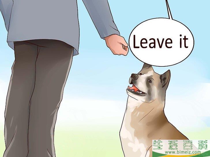 怎么让狗不再追赶猫咪