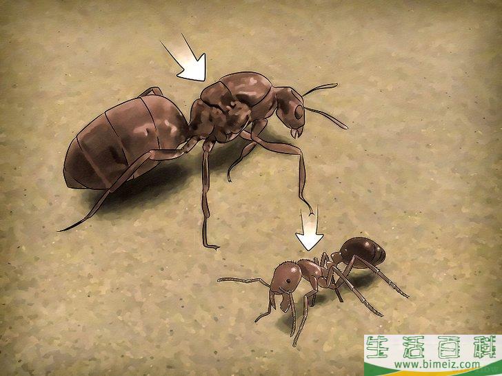 怎么辨别蚁后